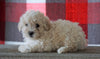 Bichpoo For Sale Millersburg, OH Female - Totsi