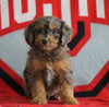 Mini Aussiedoodle For Sale Fredericksburg, OH Male- Nick