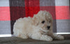 Bichpoo For Sale Millersburg, OH Female - Totsi
