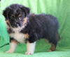 Mini Australian Shepherd Millersburg, OH Female - Debbie