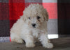 Bichpoo For Sale Millersburg, OH Female - Totsi