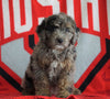 Mini Aussiedoodle For Sale Fredericksburg, OH Male- Neal