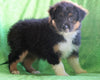 Mini Australian Shepherd Millersburg, OH Female - Debbie