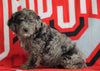 Mini Aussiedoodle For Sale Fredericksburg, OH Male- Neal