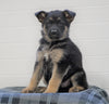 AKC Registered German Shepherd For Sale Waynesburg, OH Male - Chance