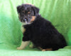Mini Australian Shepherd Millersburg, OH Female - Debbie