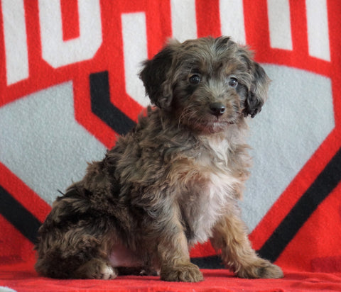 Mini Aussiedoodle For Sale Fredericksburg, OH Male- Nicko