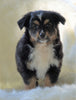 Mini Australian Shepherd Millersburg, OH Male - Marc