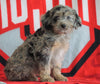 Mini Aussiedoodle For Sale Fredericksburg, OH Male- Nebo
