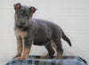 AKC Registered German Shepherd For Sale Waynesburg, OH Female - Athena