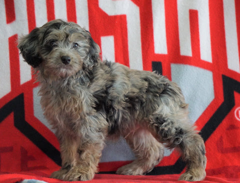 Mini Aussiedoodle For Sale Fredericksburg, OH Male- Nebo