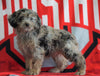 Mini Aussiedoodle For Sale Fredericksburg, OH Male- Nebo