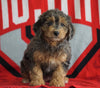 Mini Aussiedoodle For Sale Fredericksburg, OH Male- Nolan