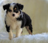 Mini Australian Shepherd Millersburg, OH Male - Flash