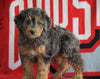Mini Aussiedoodle For Sale Fredericksburg, OH Male- Nolan