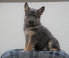 AKC Registered German Shepherd For Sale Waynesburg, OH Male - Axel