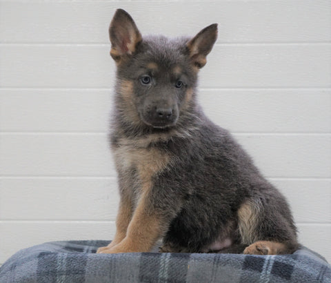 AKC Registered German Shepherd For Sale Waynesburg, OH Male - Axel