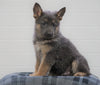 AKC Registered German Shepherd For Sale Waynesburg, OH Male - Axel