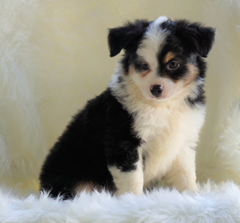 Mini Australian Shepherd Millersburg, OH Male - Flash