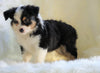 Mini Australian Shepherd Millersburg, OH Male - Flash