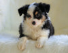 Mini Australian Shepherd Millersburg, OH Male - Flash