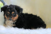 Mini Australian Shepherd Millersburg, OH Male - Tucker