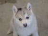 Pomsky Puppy For Sale Waynesburg, OH Female - Chloe