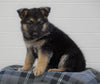 AKC Registered German Shepherd For Sale Waynesburg, OH Female - Leena