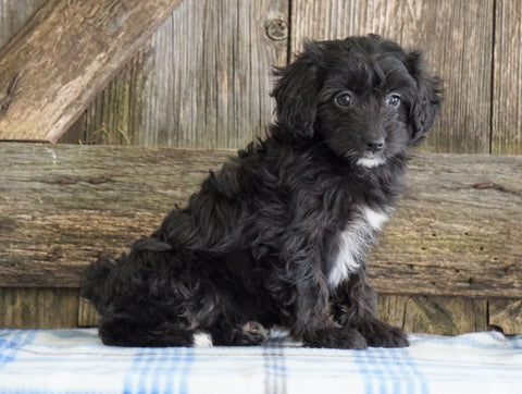 Mini Aussiedoodle For Sale Fredericksburg, OH Female- Nancy