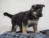 AKC Registered German Shepherd For Sale Waynesburg, OH Female - Leena