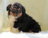 Mini Australian Shepherd Millersburg, OH Male - Tucker