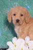 F1B Mini Labradoodle For Sale Millersburg, OH Male- Freddy