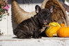 AKC Registered French Bulldog For Sale Millersburg, OH Male - Rocky