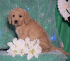 F1B Mini Labradoodle For Sale Millersburg, OH Male- Freddy