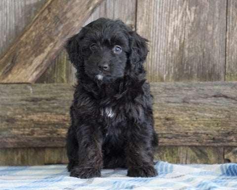 Mini Aussiedoodle For Sale Fredericksburg, OH Male- Nate
