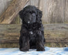 Mini Aussiedoodle For Sale Fredericksburg, OH Male- Nate