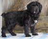 Mini Aussiedoodle For Sale Fredericksburg, OH Female- Nelly