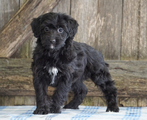 Mini Aussiedoodle For Sale Fredericksburg, OH Female- Nelly