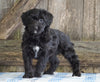 Mini Aussiedoodle For Sale Fredericksburg, OH Female- Nelly