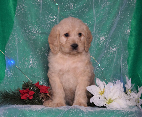 F1B Mini Labradoodle For Sale Millersburg, OH Male- Frisky