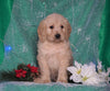 F1B Mini Labradoodle For Sale Millersburg, OH Male- Frisky