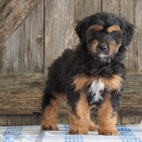 Mini Aussiedoodle For Sale Fredericksburg, OH Male- Ned