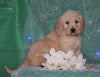 F1B Mini Labradoodle For Sale Millersburg, OH Male- Frisky