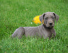 AKC Registered Great Dane For Sale MIllersburg, OH Female - Sally