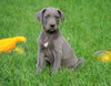 AKC Registered Great Dane For Sale MIllersburg, OH Female - Sally