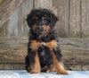 Mini Aussiedoodle For Sale Fredericksburg, OH Female- Neena