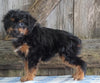 Mini Aussiedoodle For Sale Fredericksburg, OH Female- Neena