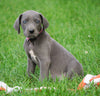 AKC Registered Great Dane For Sale Millersburg, OH Female - Snickers