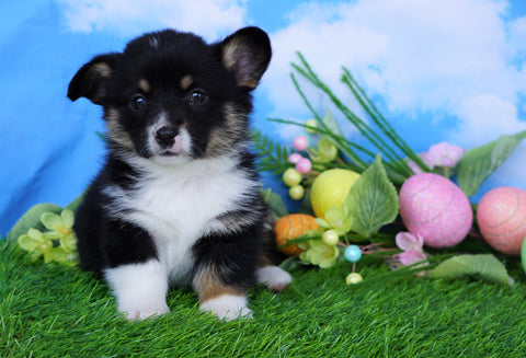 ACA Registered Welsh Corgi (Pembroke) For Sale Apple Creek, OH Female- Lulu