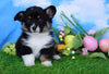 ACA Registered Welsh Corgi (Pembroke) For Sale Apple Creek, OH Female- Lulu